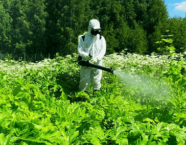 Обработка от борщевика