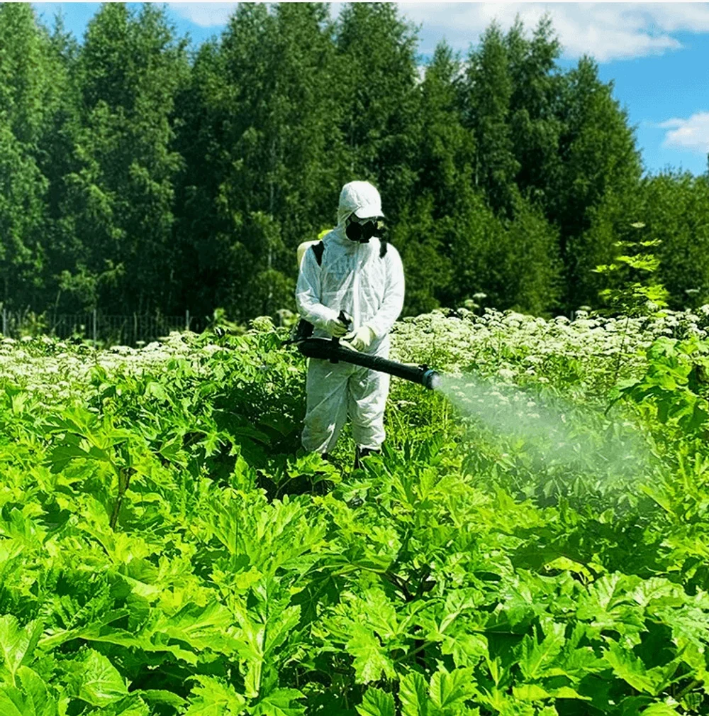 Обработка от борщевика