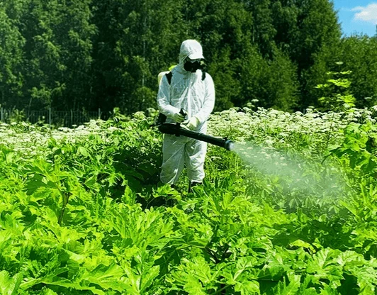 Обработка от борщевика